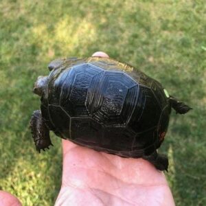 Baby Aldabra tortoise