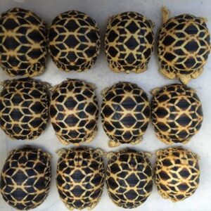 Burmese Star Tortoise