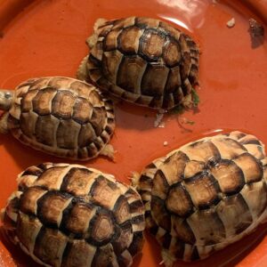 Egyptian Tortoise