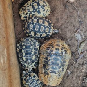 Hinge back tortoises (Kinixys)