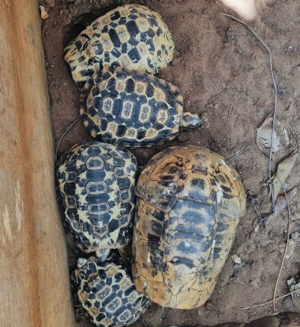 Hinge back tortoises for export