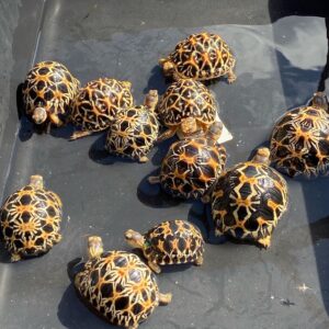 Baby Radiated tortoise pair