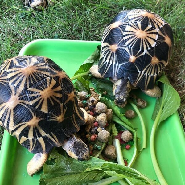 radiated tortoises for sale