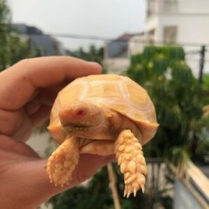 Albino Sulcata tortoise