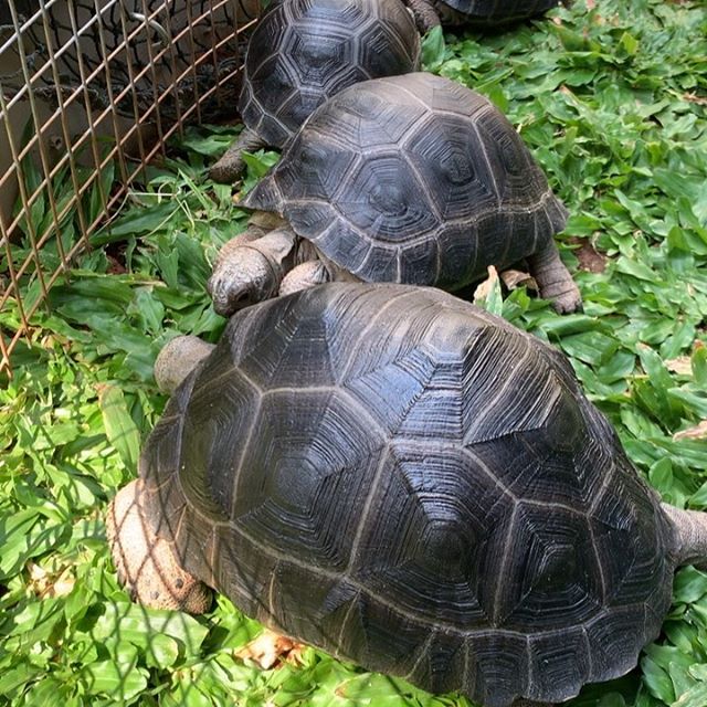 Leopard Tortoise - ALDABRA TORTOISE FARM