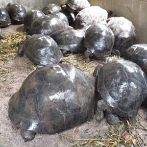 Adult Aldabra tortoises