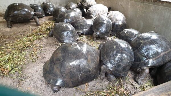 adult aldabra tortoises for export