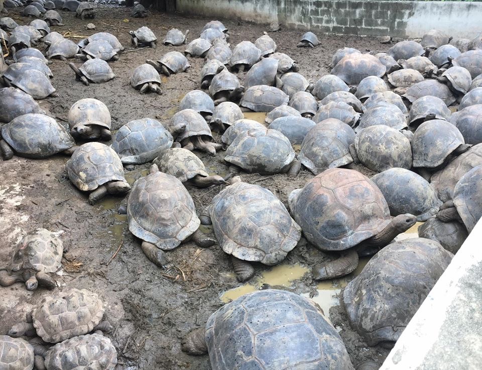aldabra tortoises for export