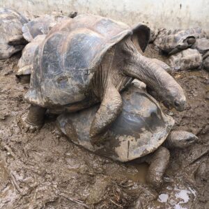 Adult Aldabra tortoise pair