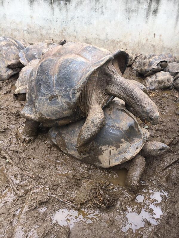 adult male and female aldabra giant tortoises