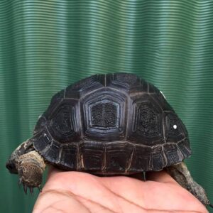 aldabra tortoise hatchling
