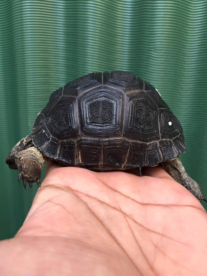 aldabra tortoise hatchling