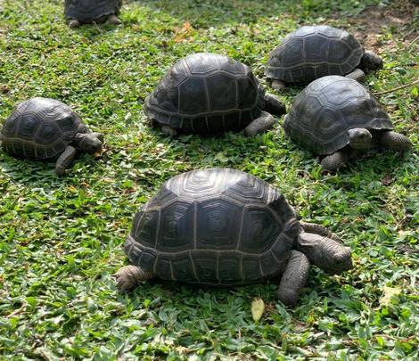 aldabra tortoises feeding