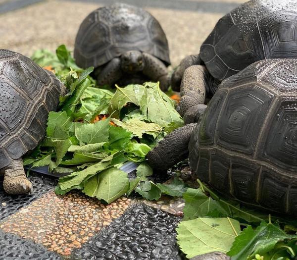 aldabra tortoises feeding