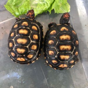 Cherry Head Tortoise