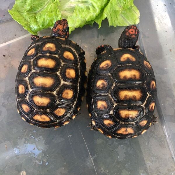 Cherry Head Tortoise for sale