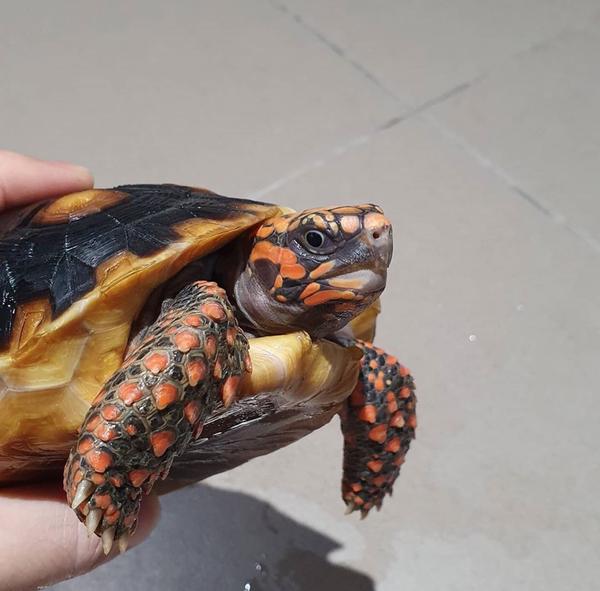 cherry head tortoise for export