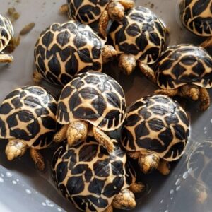 Indian star tortoises