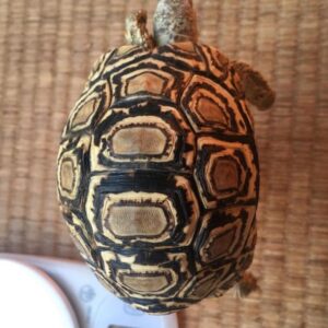 Leopard Tortoise