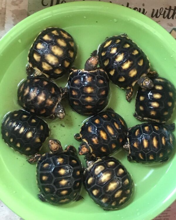 red foot tortoises for export