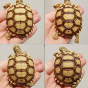 Male and Female Sulcata tortoise